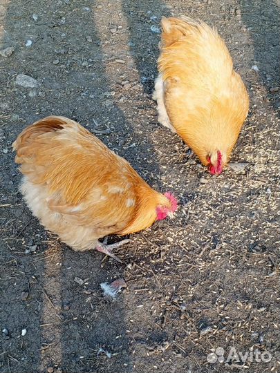 Петушки Орпингтон палевый