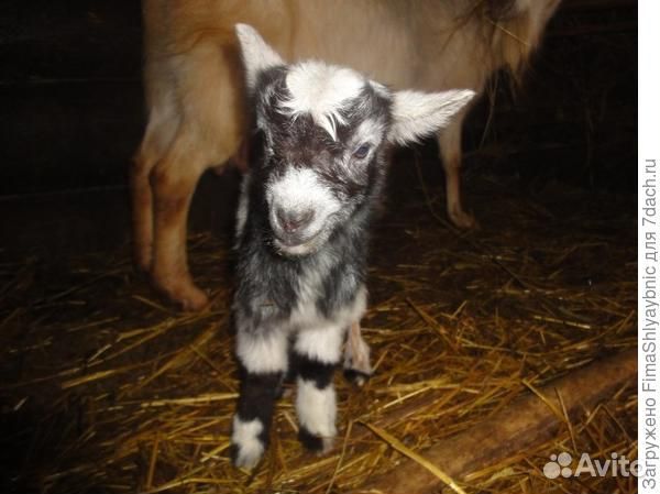 Козлята зааненские и альпийские