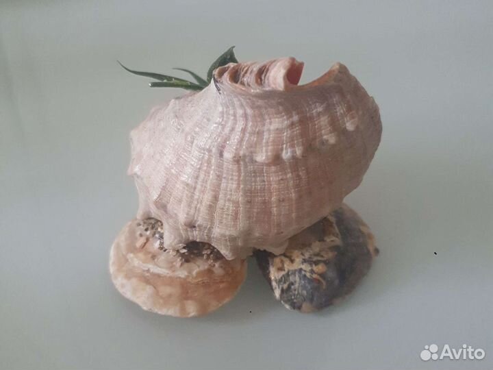 Морские ракушки раковины