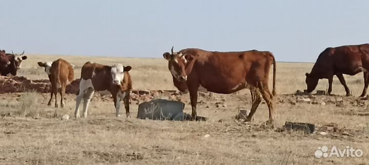 Корова с теленком