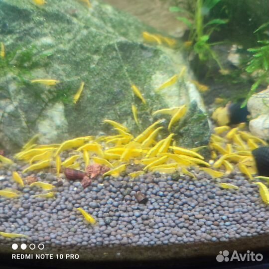 Креветки Жëлтый неон. (Neocaridina Yellow neon)