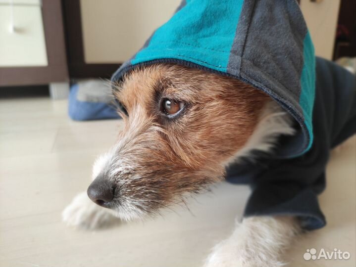 Одежда для собак двухсторонняя