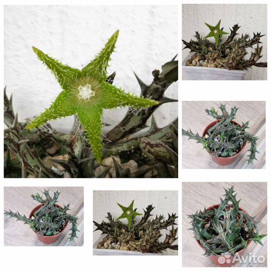 Суккуленты редкие и не очень