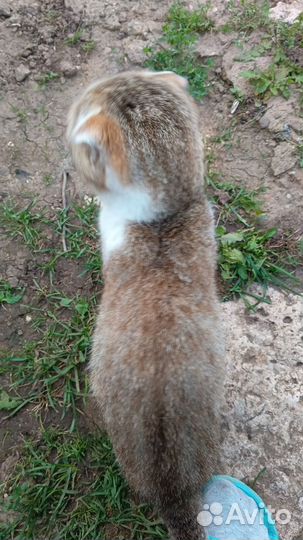 В добрые руки