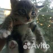 Кошка в дар