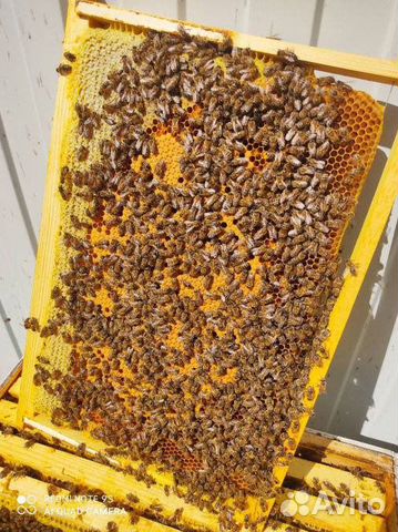 Пчелопакеты 3+1 Карпатка Краснодар