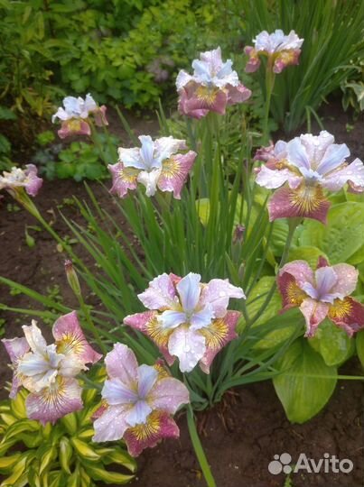 Ирис сибирский