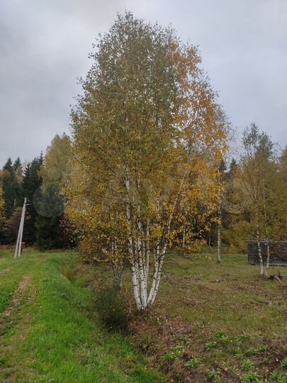 Участок 15 сот. (СНТ, ДНП)