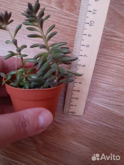 Суккуленты