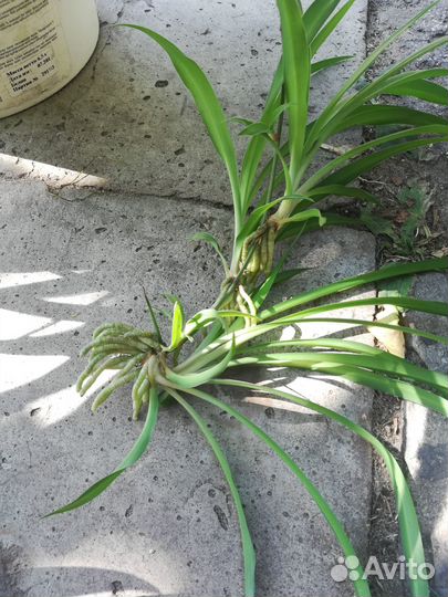 Хлорофитум, кислица