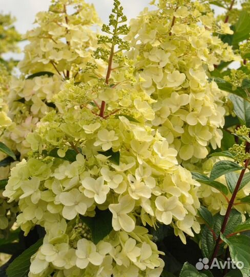 Гортензия Вайтлайт, Пинклайт, Редлайт, Бобо