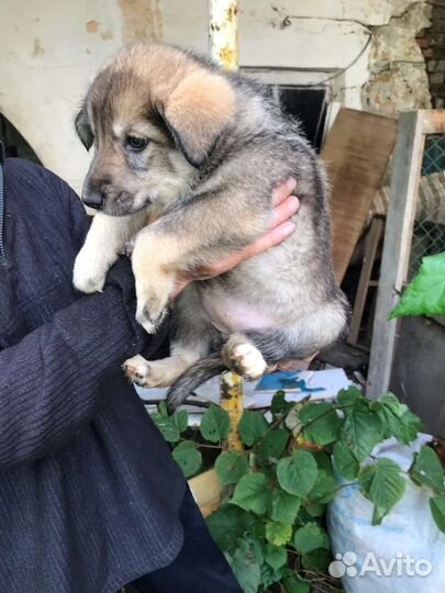 Малыши-2 мес