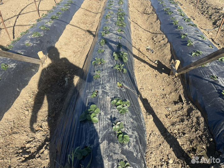 Готовый клубничный бизнес