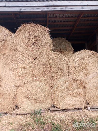 Продам сено в рулонах