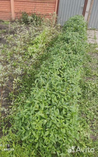 Бирючина обыкновенная для живой изгороди