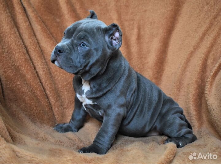 Щенки американский булли покет