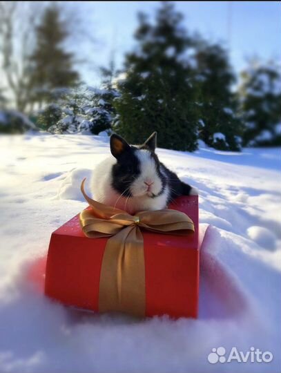 Кролики миниатюрные малыши