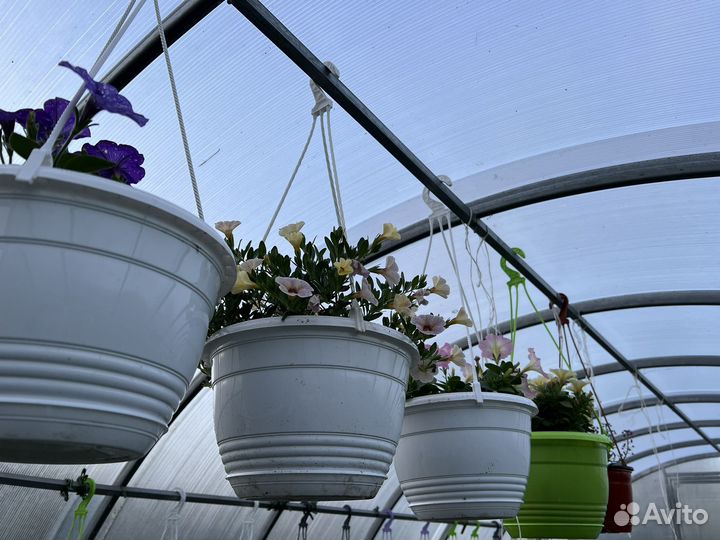 Рассада петунии