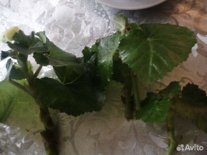 Спатифиллум