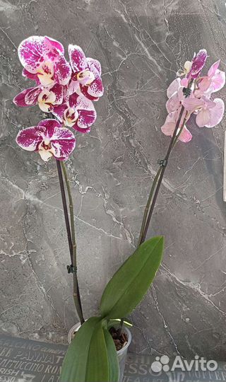 Орхидея фаленопсис Compilation купить в Новосибирске | Товары для дома и  дачи | Авито