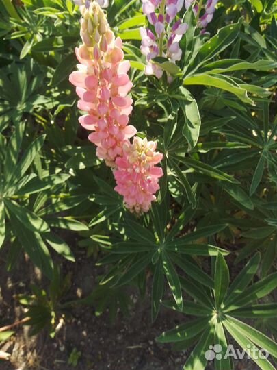 Саженцы люпин