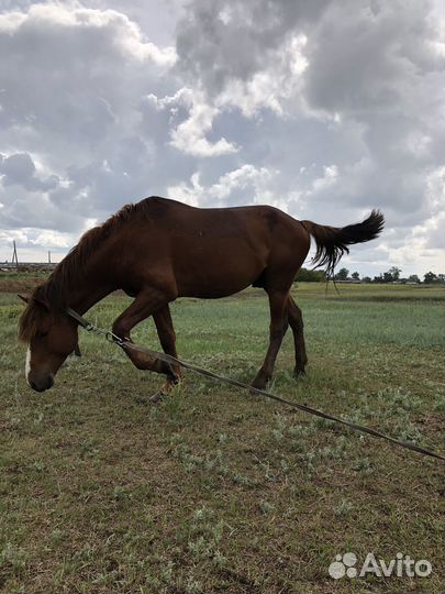 Лошадь жеребец