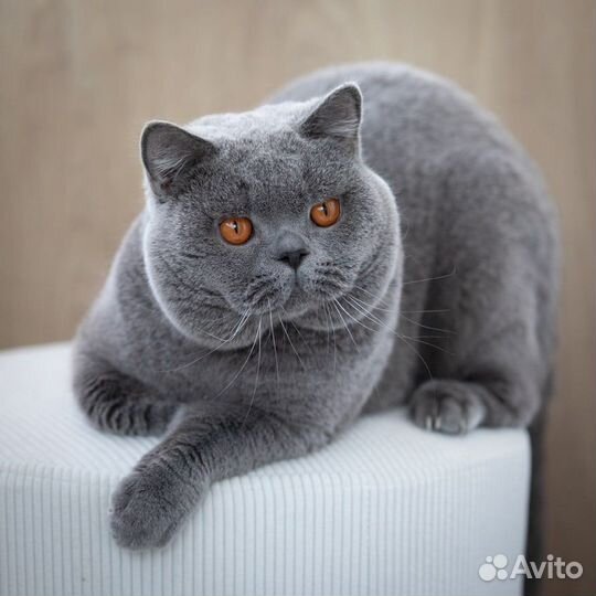 Чистокровное шотландские вислоухие