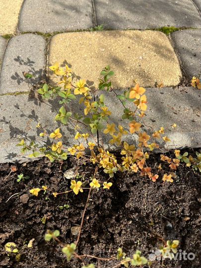 Спирея голд flame