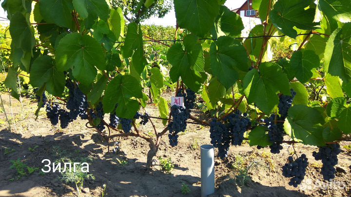 Саженцы винограда