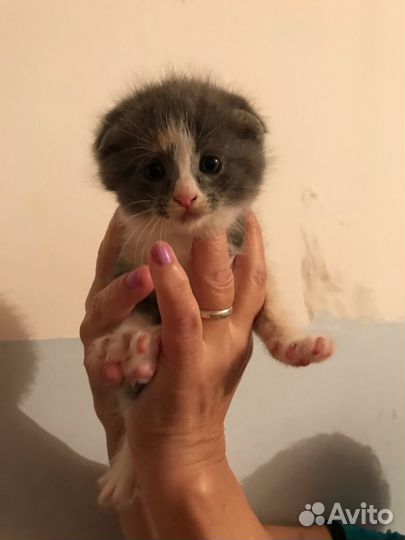 Отдам в добрые руки