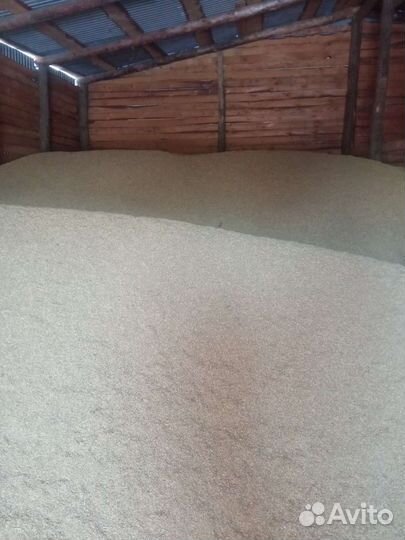 Зерно пшеница ячмень овес семечка