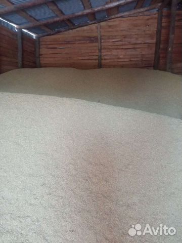 Зерно пшеница ячмень овес семечка