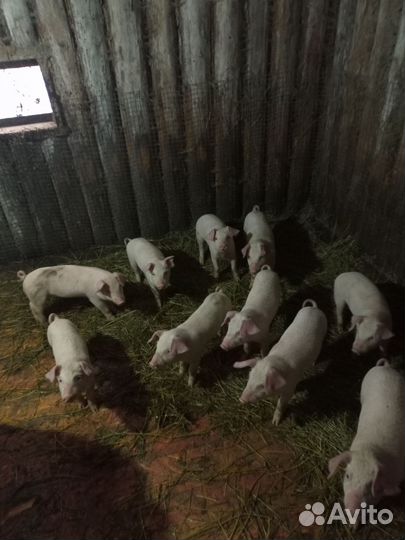 Поросята ландрас