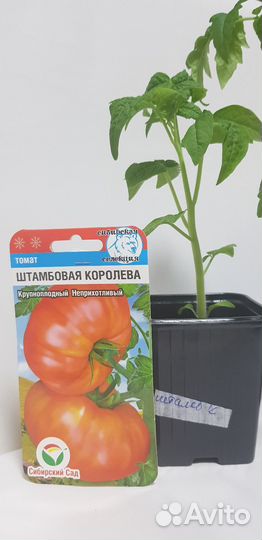 Рассада помидор