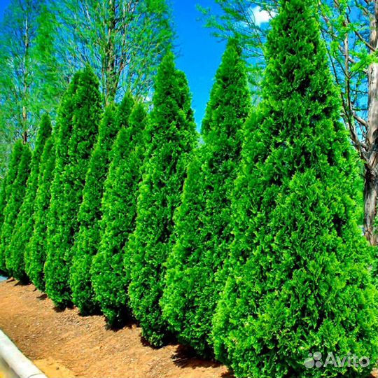 Туя смарагд саженцы