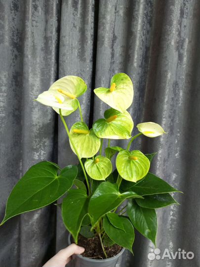 Антуриум Ванилла