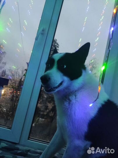 Собака на вязку мальчик