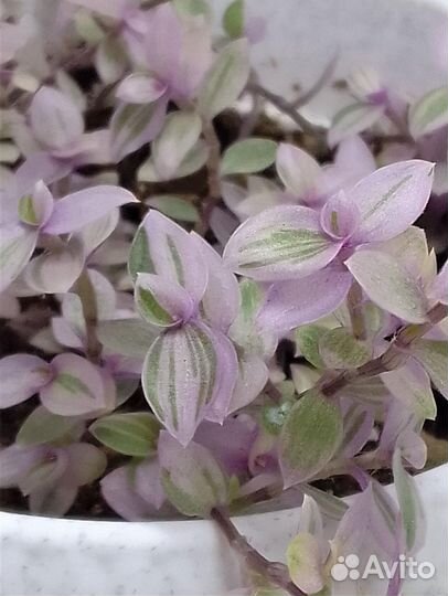 Традесканция мини, коллизия, лиловая