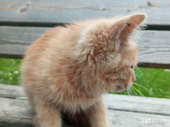 Кошка в дар бесплатно