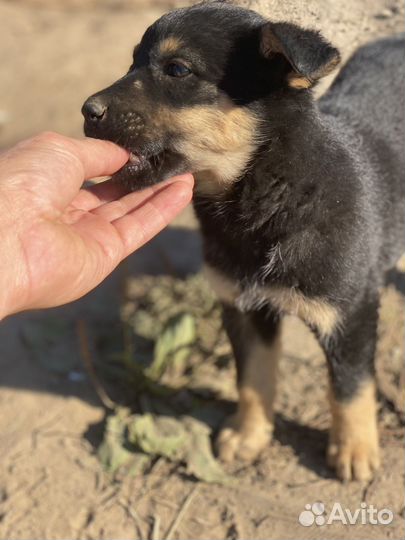 Собака в добрые руки щенок