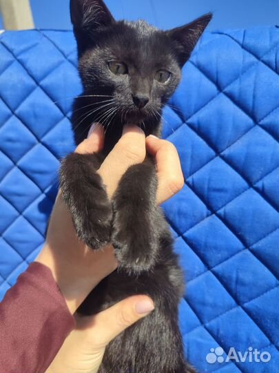 Котенок мальчик ищет дом