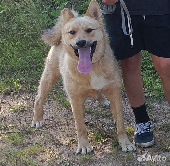 Отдам в добрые руки собак