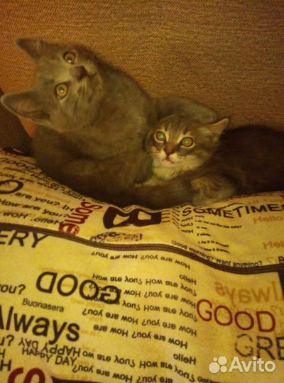 Котята в добрые руки