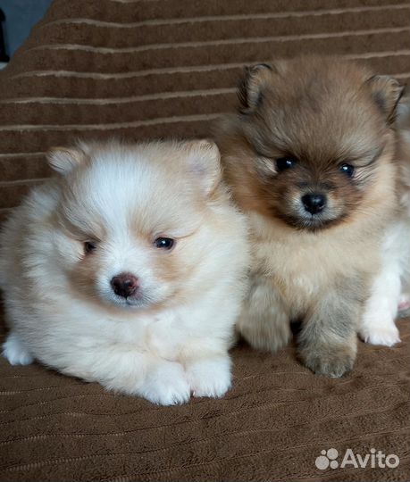 Щенки шпица