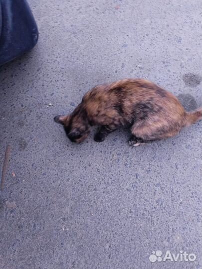 Кошка