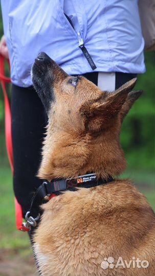 Услуги кинолога, дрессировка, выгул, передержка