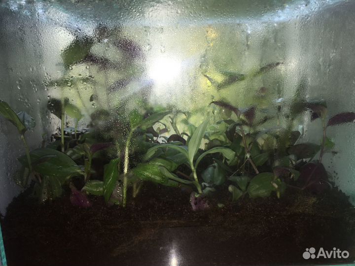 Укорённые ростки Традесканции