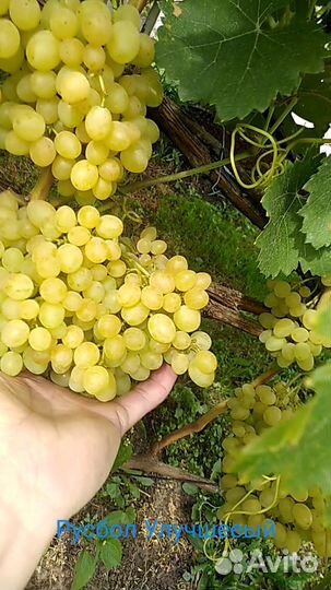 Черенки винограда