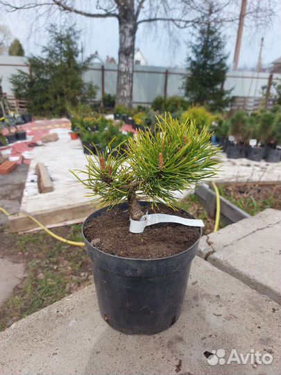 Сосна горная Carsten's Wintergold