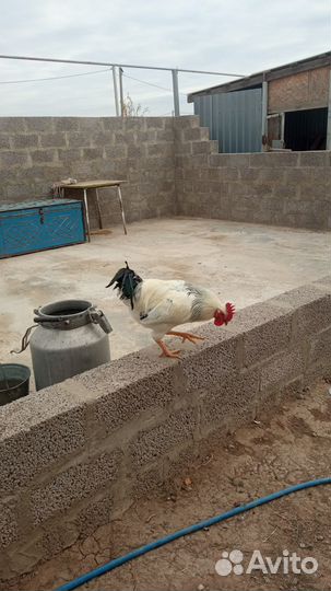 Молодые петухи